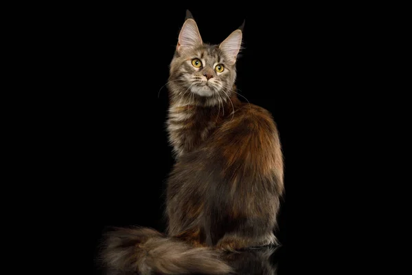 Tabby Red Brown Maine Coon Cat Siedzi Izolowanym Czarnym Tle — Zdjęcie stockowe