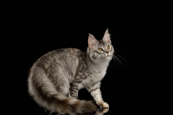 塔比缅因猫蹲伏在孤立的黑色背景上 有着好奇的脸 — 图库照片