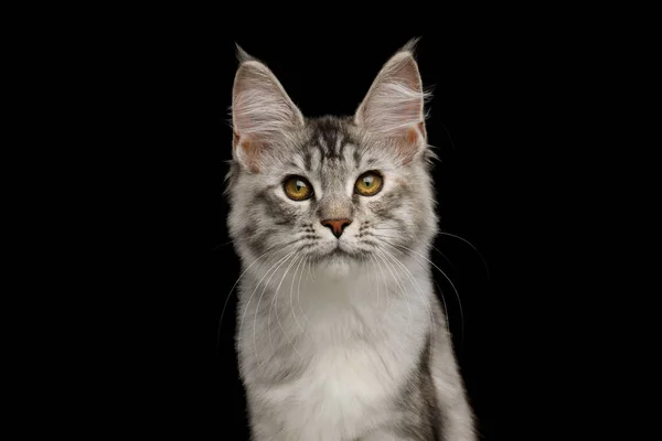 Portrait Tabby Maine Coon Cat Brush Ears Isolated Black Background — Stock Photo, Image