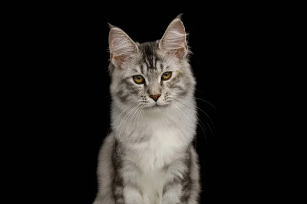 Portret Tabby Maine Coon Cat Szczotką Uszach Odizolowane Czarne Tło — Zdjęcie stockowe