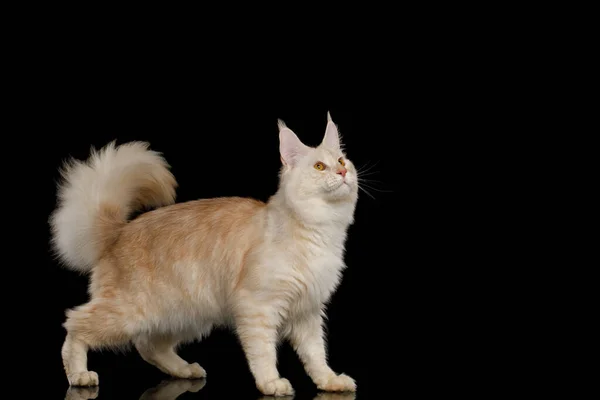Underbara Röda Maine Coon Cat Stående Och Tittar Upp Isolerad — Stockfoto