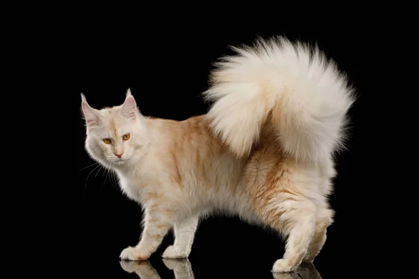 Vacker Röd Huvudsaklig Coon Katt Crouching Isolerad Svart Bakgrund — Stockfoto