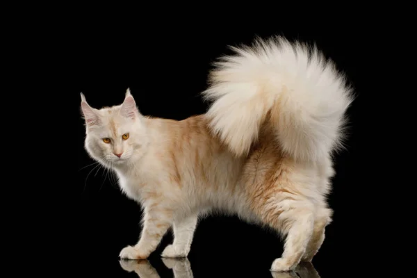 Splendido Rosso Maine Coon Cat Crouching Isolato Sfondo Nero — Foto Stock