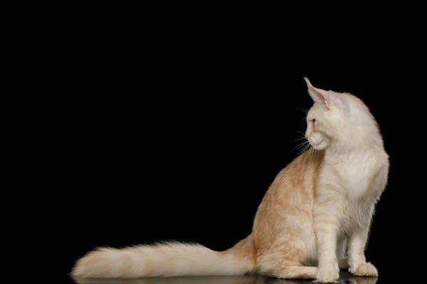 Splendido Rosso Maine Coon Cat Seduto Guardando Telecamera Laterale Isolata — Foto Stock