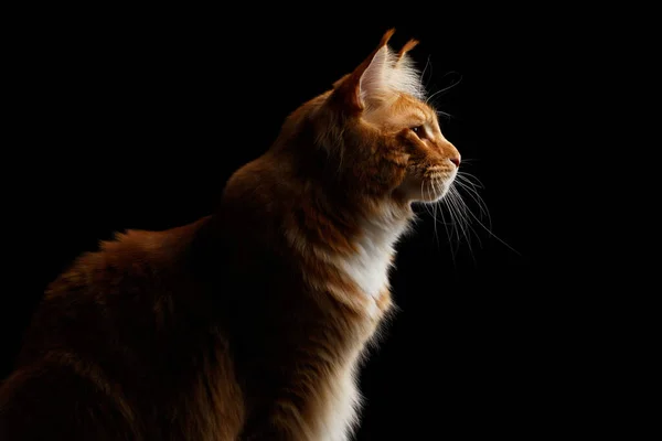 Silhouette Ginger Maine Coon Cat Isolato Sfondo Nero Vista Profilo — Foto Stock