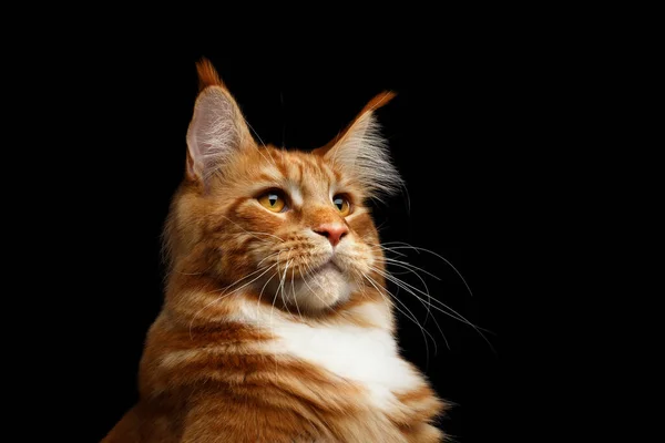 Portrait Huge Head Ginger Maine Coon Cat Brush Ears Isolated — Stock Photo, Image