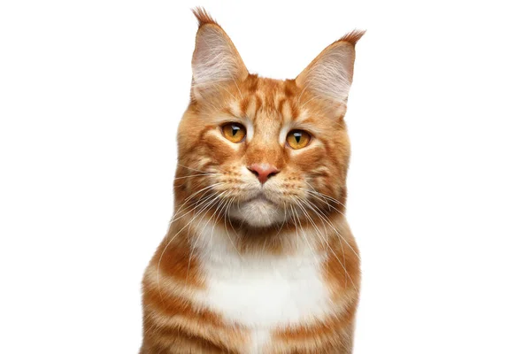 Portrét Podezřele Ginger Maine Mýval Cat Štětcem Uších Izolované Bílém — Stock fotografie