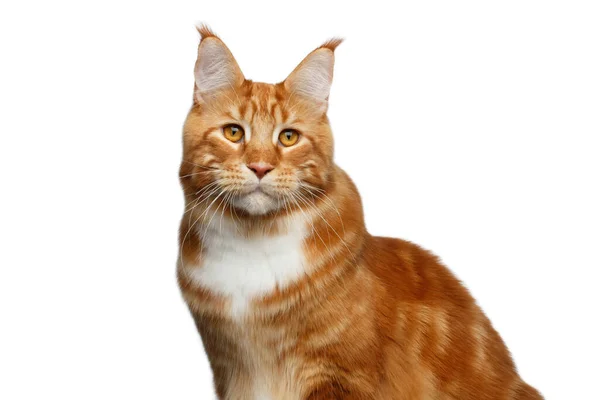 Portrét Obrovské Zázvoru Maine Mýval Kočka Štětcem Uších Izolované Bílém — Stock fotografie