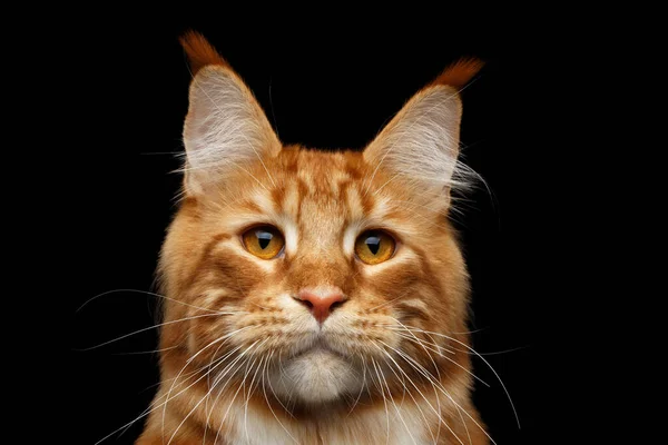 Close Head Amazing Tabby Ginger Com Branco Maine Coon Cat — Fotografia de Stock