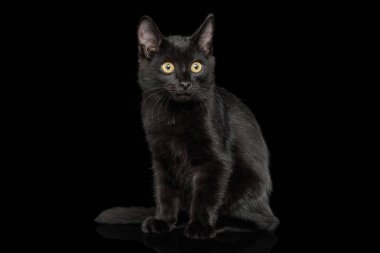 Siyah Kedi İzole edilmiş arka planda parlak kürklü oturuyor.