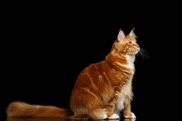 Incroyable Tabby Ginger Maine Coon Cat Assis Avec Queue Poilue — Photo