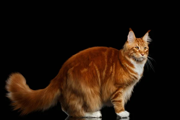 Tabby Ginger Maine Mýval Kočka Stojící Chlupatým Ocasem Izolované Černém — Stock fotografie