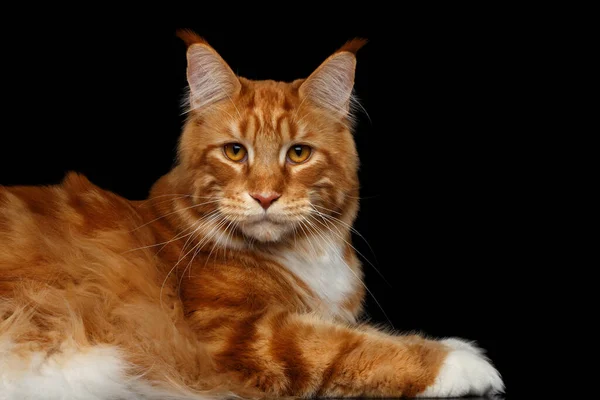 Amazing Tabby Ginger Maine Coon Cat Lying Stare Camera Isolated — Stock Photo, Image