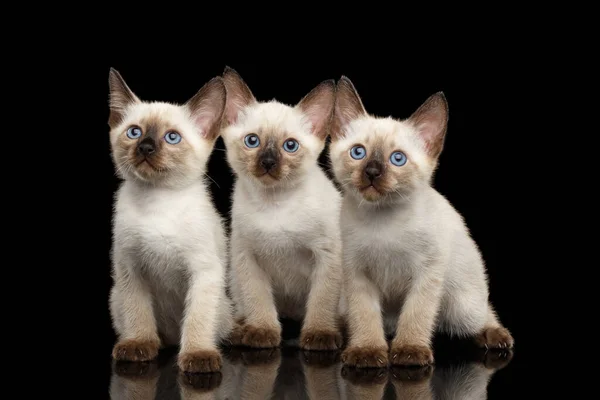 Retrato Tres Hermosos Gatitos Bobtail Mekong Con Ojos Azules Vista — Foto de Stock