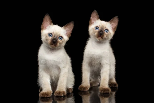 Retrato Dos Hermosos Gatitos Bobtail Mekong Con Ojos Azules Vista — Foto de Stock
