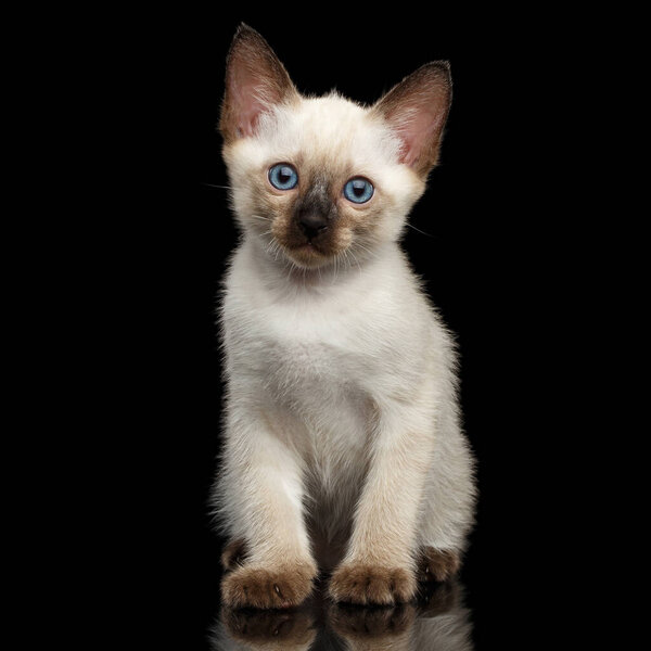 Portrait of Beautiful Mekong Bobtail Kitty with Blue eyes Sitting Front view, Isolated Black Background, Color-point Thai Fur