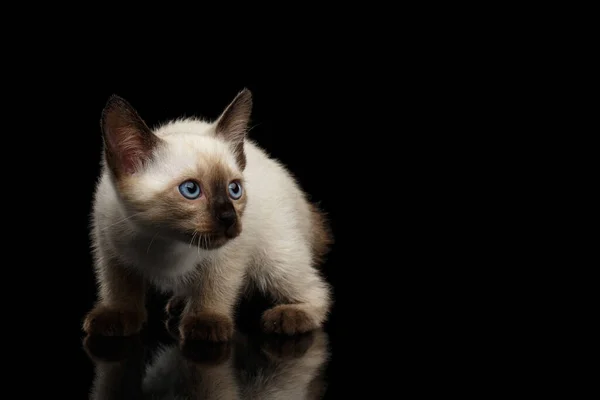 Mekong Accovacciato Bobtail Gattino Con Gli Occhi Blu Guardando Curioso — Foto Stock