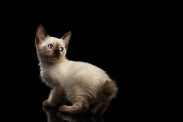 Gekromde Mekong Bobtail Kitten Met Blauwe Ogen Terugkijkend Zijaanzicht Geïsoleerde — Stockfoto