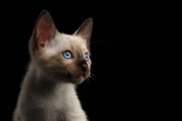 Close Portret Van Mooie Mekong Bobtail Kitty Met Blauwe Ogen — Stockfoto