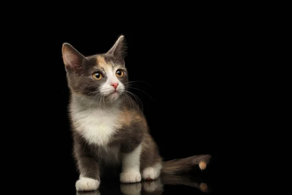 Little Ginger White Kitty Sitting Looking Isolated Black Background Front — Stock Photo, Image