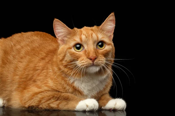 Ginger Cat Kłamie Smutne Patrząc Górę Odizolowane Czarne Tło Widok — Zdjęcie stockowe