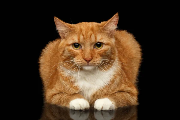 Ginger Cat White Paws Lying Sad Looking Camera Isolated Black — Stock Photo, Image