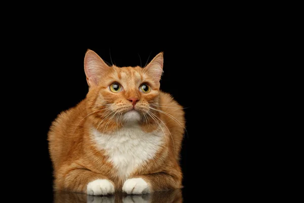 Ginger Cat Mintiendo Triste Mirando Hacia Arriba Fondo Negro Aislado — Foto de Stock