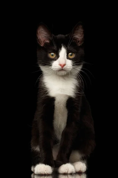 Black White Kitty Sitting Looking Camera Isolated Background Front View — Stock Photo, Image