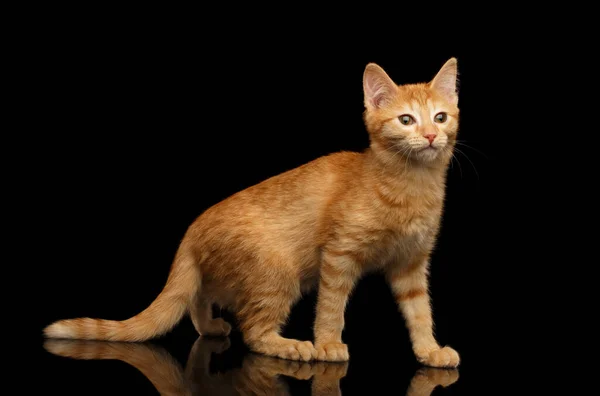 Ginger Kitty Pose Stehend Auf Isoliertem Schwarzen Hintergrund Mit Reflexion — Stockfoto