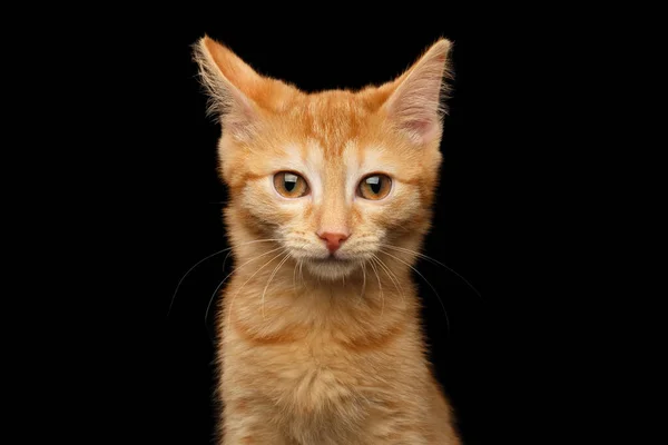 Portrét Ginger Kotě Zírající Kamery Izolované Černé Pozadí Pohled Zepředu — Stock fotografie