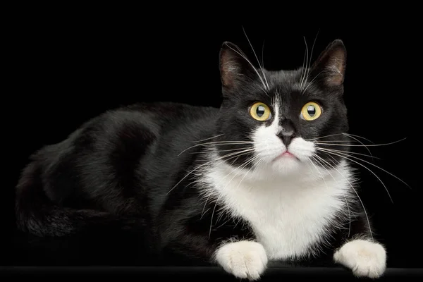 Black White Male Cat Lying Cute Face Isolated Background — Stock Photo, Image