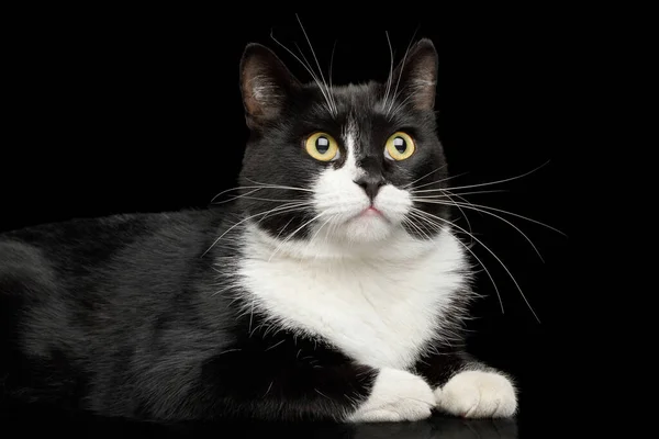 Black White Male Cat Lying Cute Face Isolated Background — Stock Photo, Image