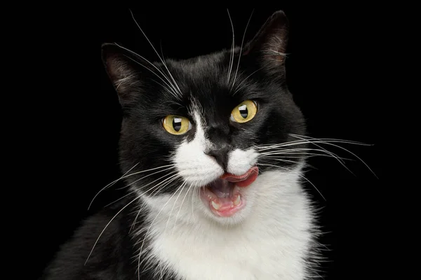 Portrait Licked Black White Male Cat Isolated Background — Stock Photo, Image