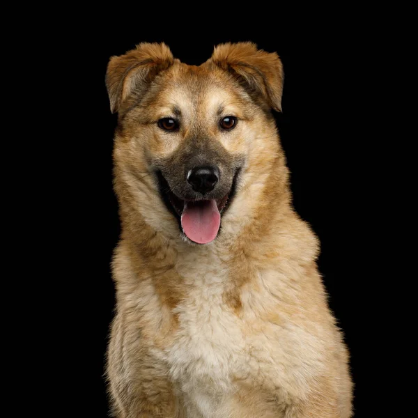 Closeup Portrait Cute Mongrel Dog Happy Looking Camera Isolated Black — Stock Photo, Image