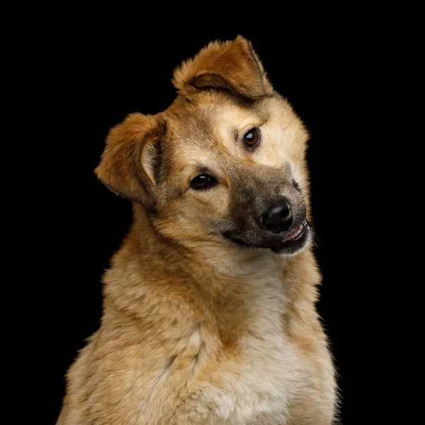 Primer Plano Retrato Lindo Perro Mestizo Con Cabeza Vuelta Curioso —  Fotos de Stock