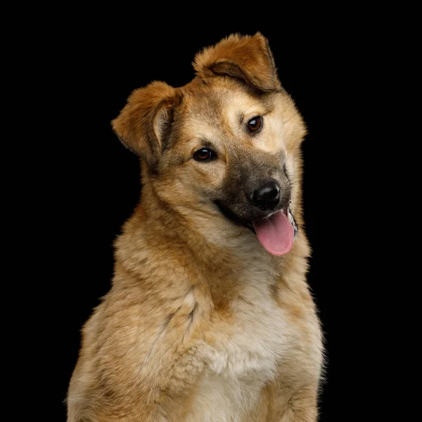 Closeup Portrait Cute Mongrel Dog Turned Head Curious Looking Camera — Stock Photo, Image