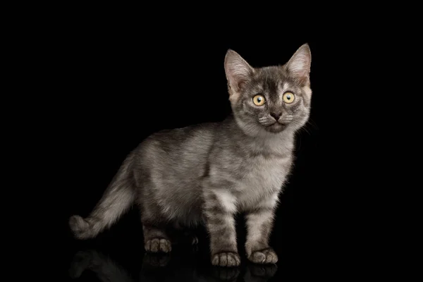 Cute Gray Kitten Stojący Wygląda Ciekawie Aparacie Izolowanym Czarnym Tle — Zdjęcie stockowe
