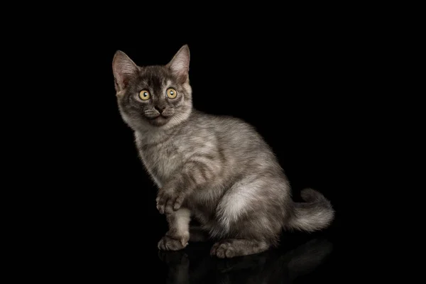 Speelse Gray Kitten Met Pootje Nieuwsgierig Zitten Geïsoleerde Zwarte Achtergrond — Stockfoto