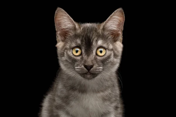 Closeup Portrait Gray Kitten Stare Camera Isolated Black Background — Stock Photo, Image