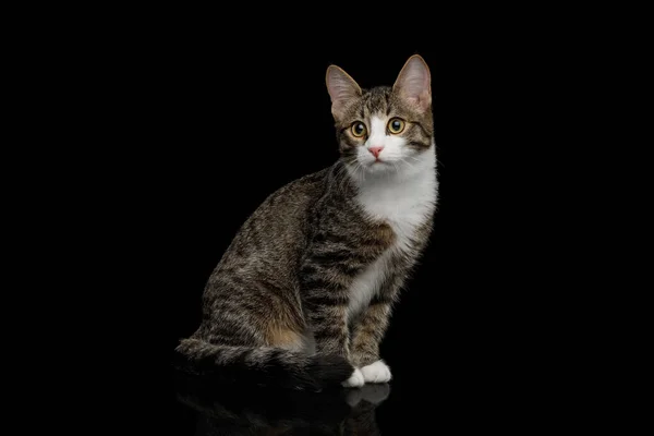 Nyfiken Mix Breed Kitten Sitter Isolerad Bakgrund — Stockfoto