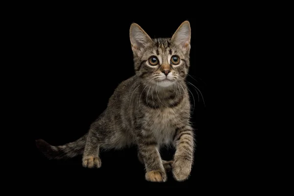 Juguetón Gatito Marrón Con Piel Tortuga Con Cara Curiosa Sobre —  Fotos de Stock