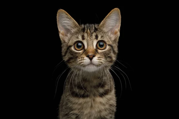 Portrait Chaton Brun Avec Fourrure Tortue Sur Fond Isolé Vue — Photo