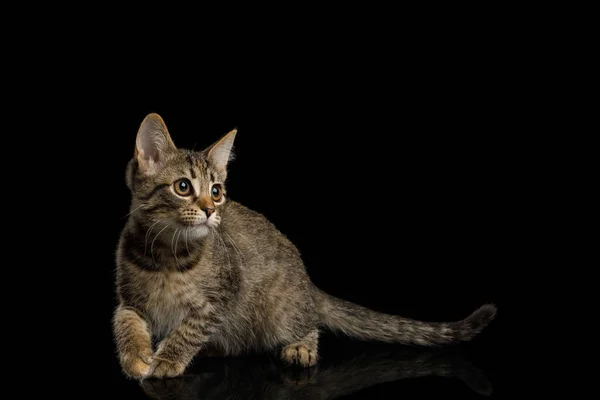 Brown Kitten Żółwim Futerkiem Przyczajony Izolowanym Tle Widok Boku — Zdjęcie stockowe