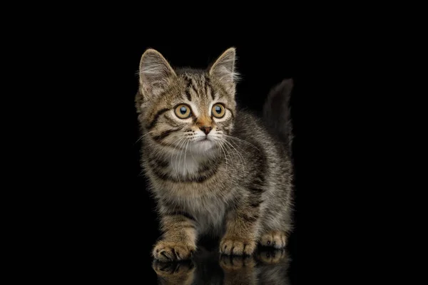 Brown Kitten Tortoise Fur Crouching Isolated Background Side View — Stock Photo, Image