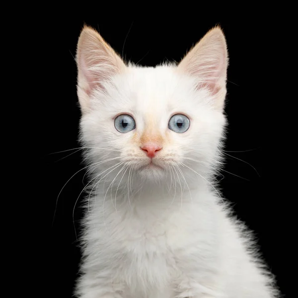 Portrait Cute Kitten Color Poin Fur Blue Eyes Isolated Background — Stock Photo, Image