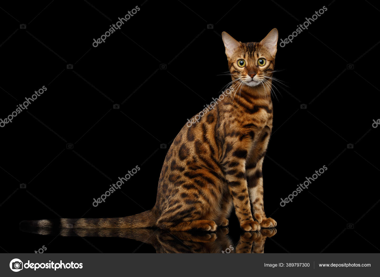 Gold Bengal Cat Rosette Sitting Isolated Black Background