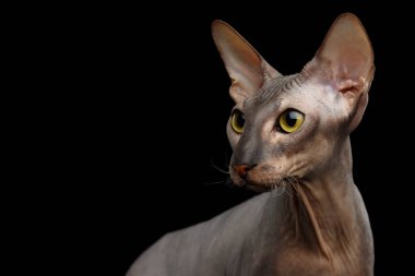 Peterbald 'ın çıplak kedi portresi. İzole edilmiş siyah arka plan, profil görünümü.