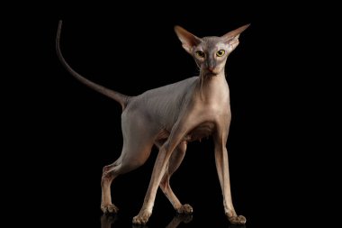 Peterbald çıplak Kedi saldırı altında. İzole edilmiş siyah arka planda poz ver.