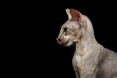 İzole edilmiş siyah arkaplan, Profil Görünümü hakkında Peterbald Cat Lick