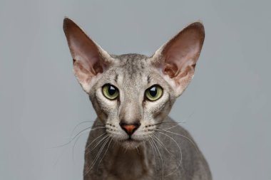Peterbald Sphynx Kedi Merakı 'nın Yakın Çekim Portresi Beyaz Arkaplanda Görünüyor